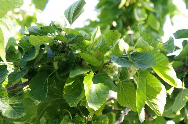 Mulberry
